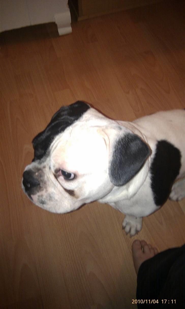 Fransk bulldog Bops billede 8