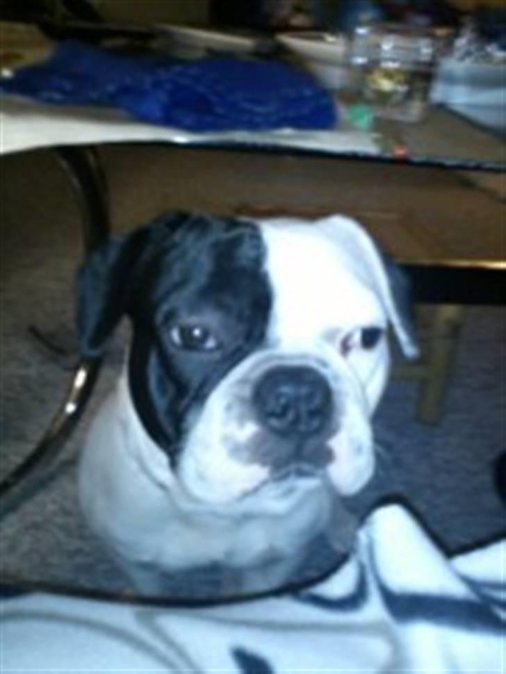 Fransk bulldog Bops billede 9