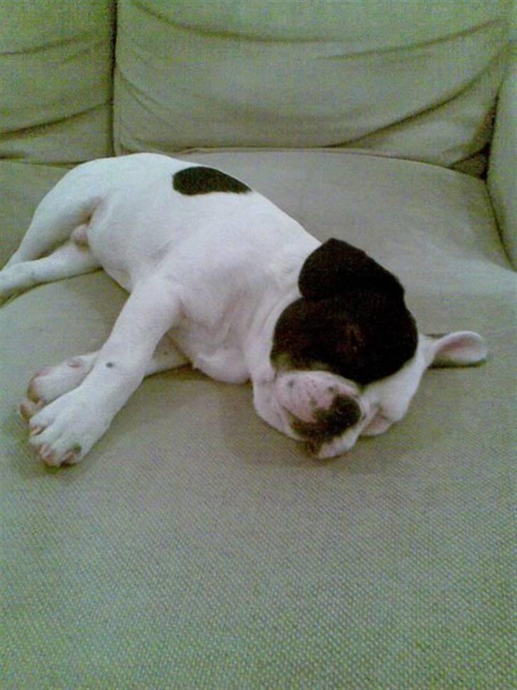 Fransk bulldog Bops billede 1