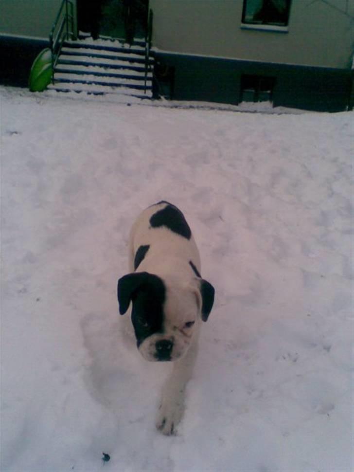 Fransk bulldog Bops billede 10