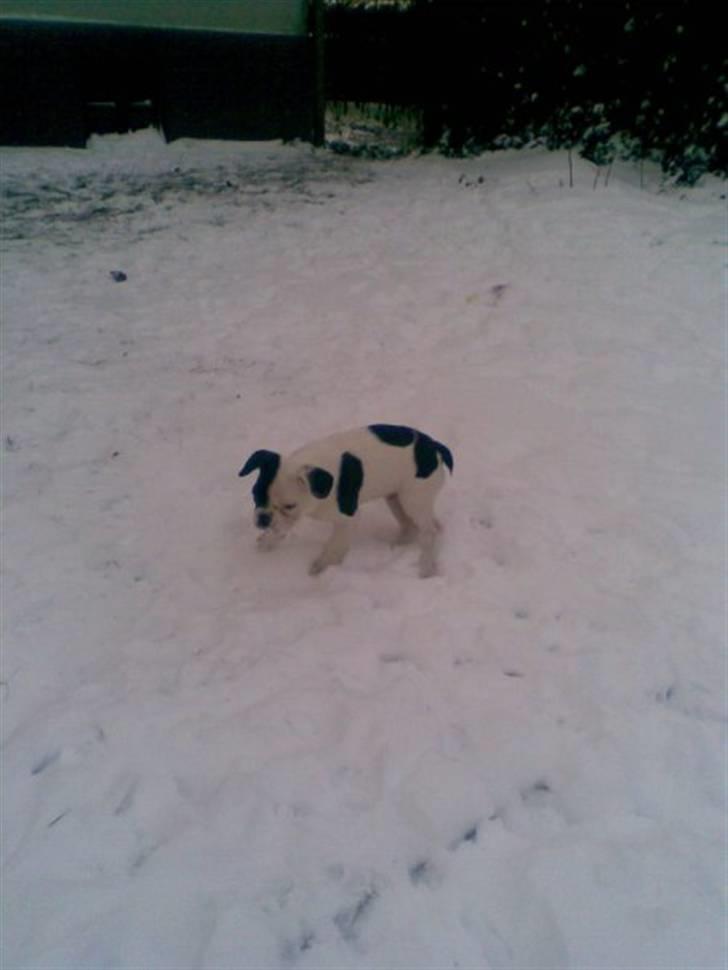 Fransk bulldog Bops billede 11