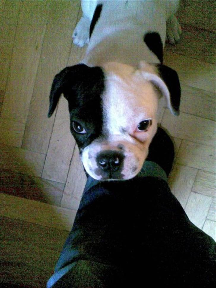 Fransk bulldog Bops billede 12