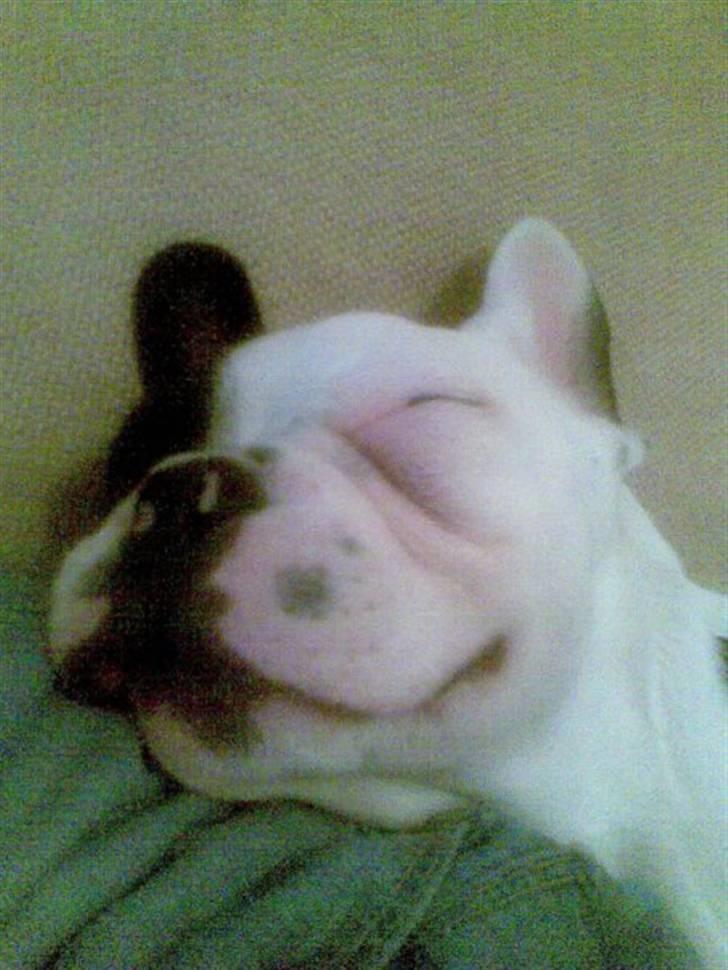 Fransk bulldog Bops billede 13