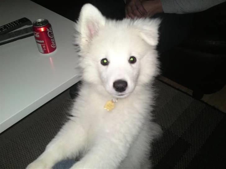 Japansk spids Diablo billede 1