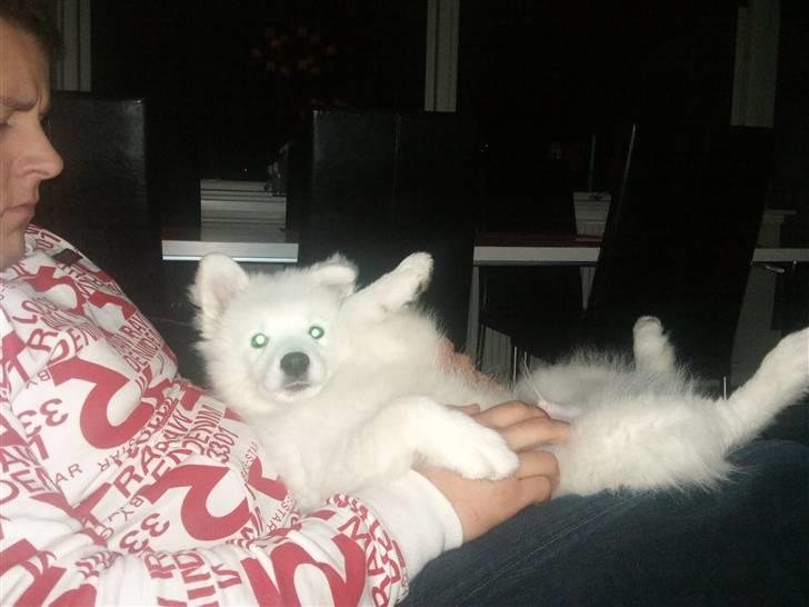 Japansk spids Diablo billede 2