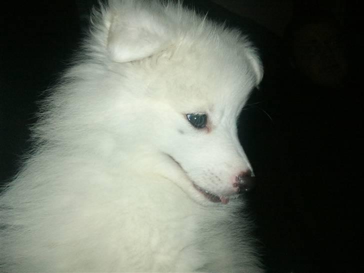 Japansk spids Diablo billede 3