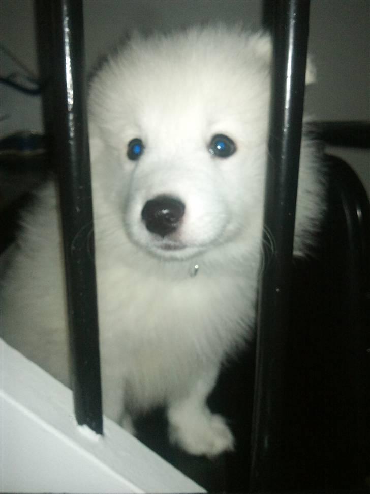 Japansk spids Diablo billede 4