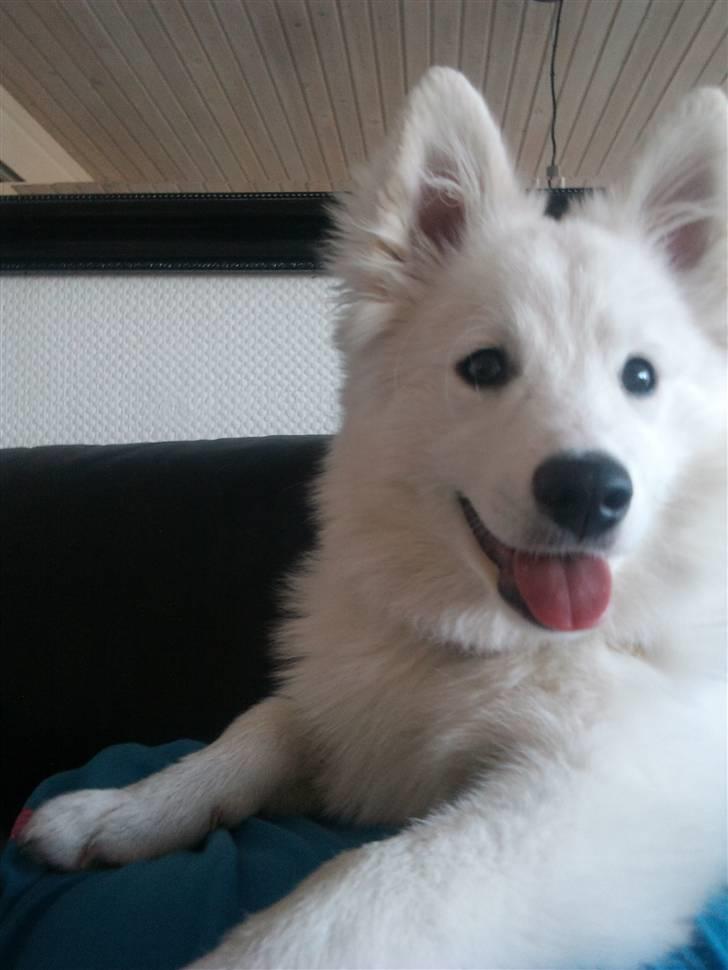 Japansk spids Diablo billede 5