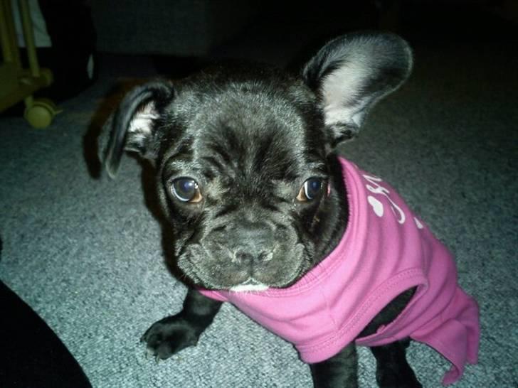 Fransk bulldog Bella billede 9