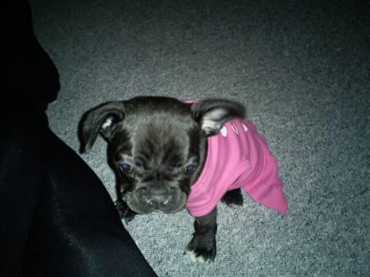 Fransk bulldog Bella billede 10