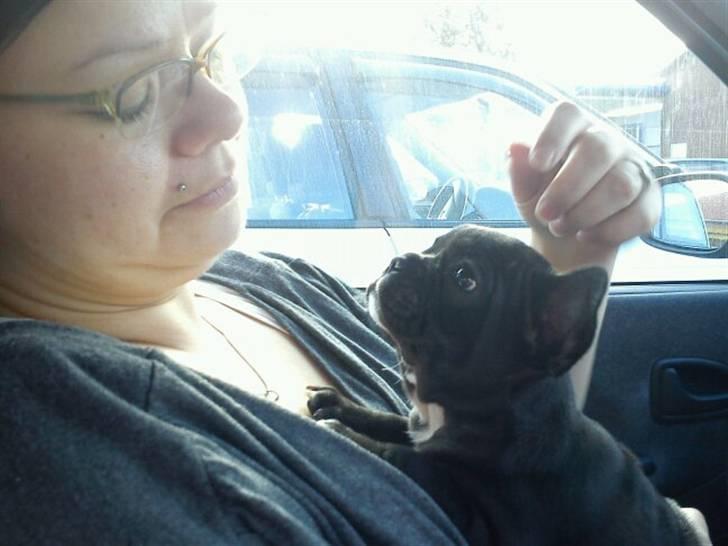 Fransk bulldog Bella billede 11