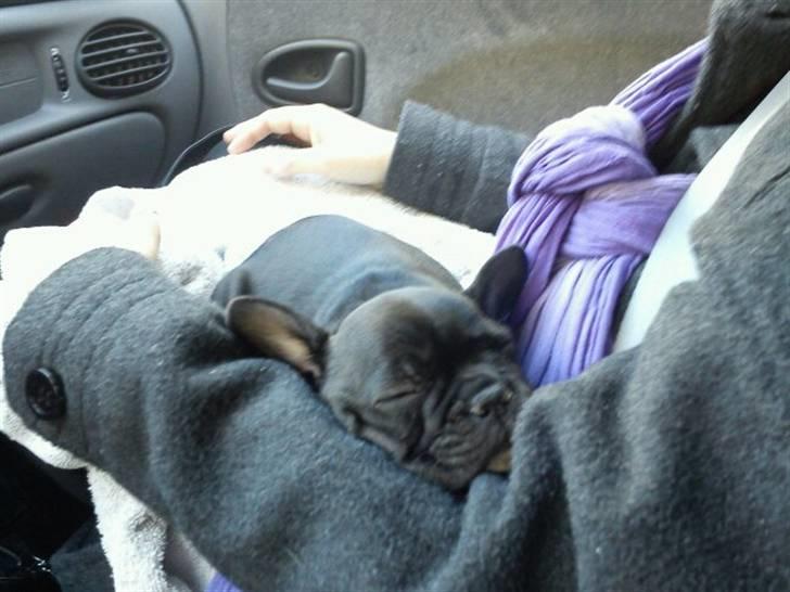 Fransk bulldog Bella billede 12