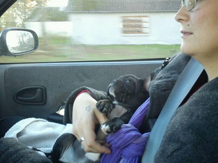 Fransk bulldog Bella billede 13