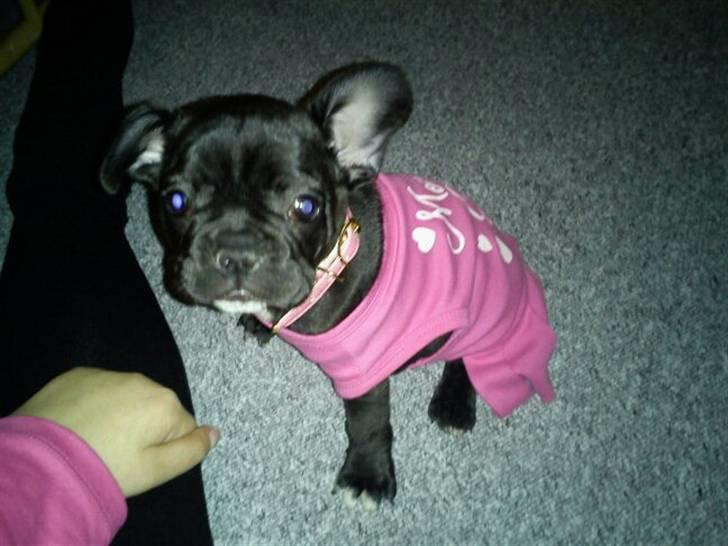 Fransk bulldog Bella billede 14