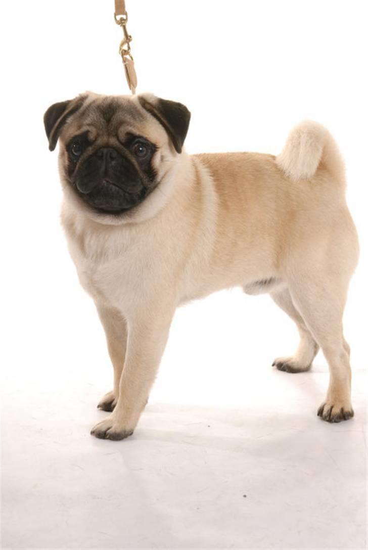 Mops Tangetoppen's Beef Wellington - Taget af Vi med hund billede 10