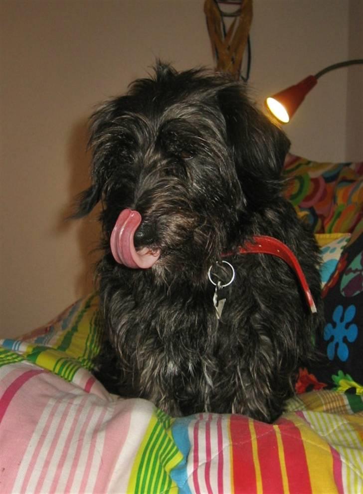 Blanding af racer Molly. billede 12