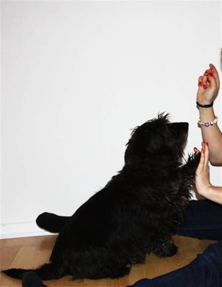 Blanding af racer Molly. - ´Give me five´...  billede 13