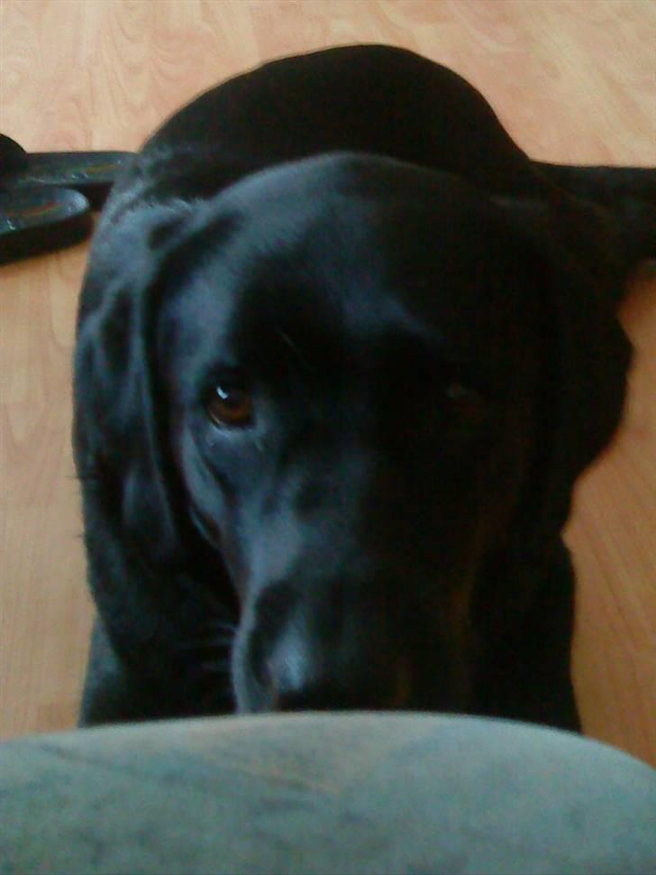 Labrador retriever Zenta billede 17