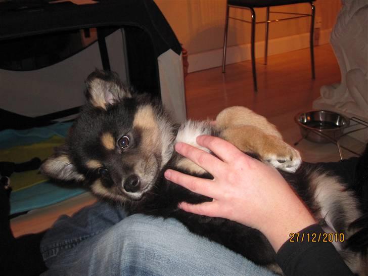 Finsk lapphund Theodor - 8 Uger billede 1