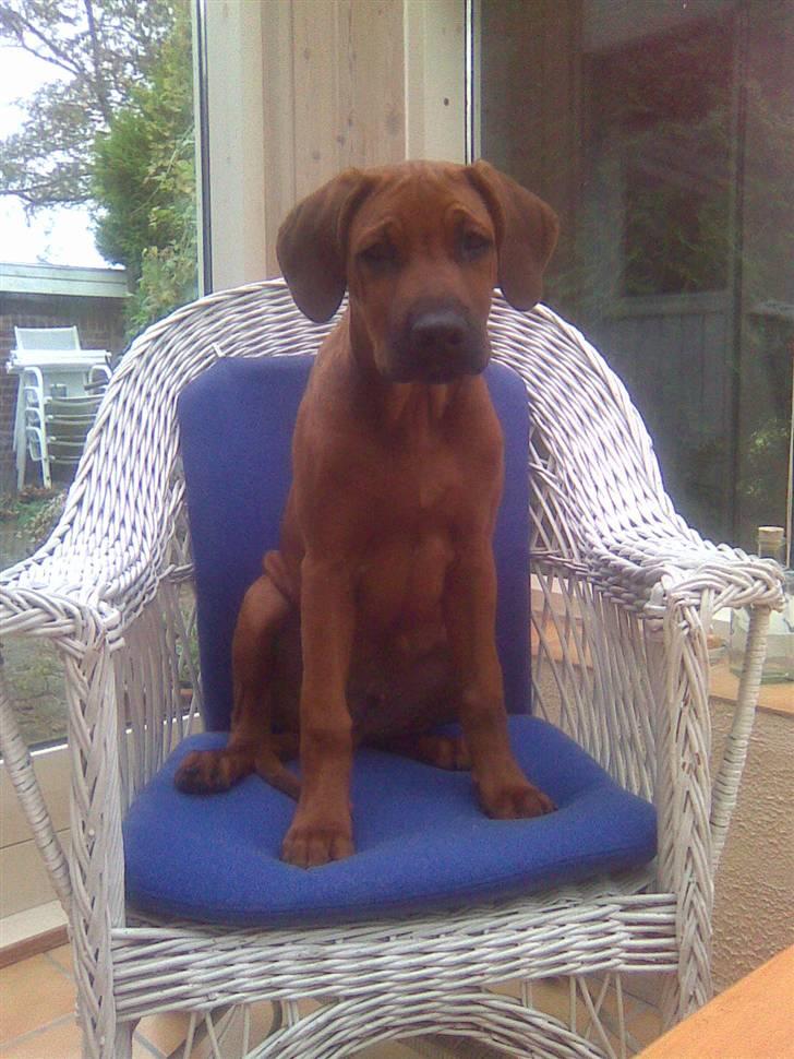 Rhodesian ridgeback Baloo billede 1