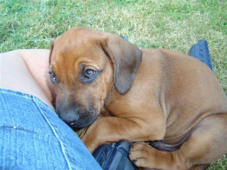 Rhodesian ridgeback Baloo - Holder mig lige til min nye "mor" på min første dag i familien billede 2