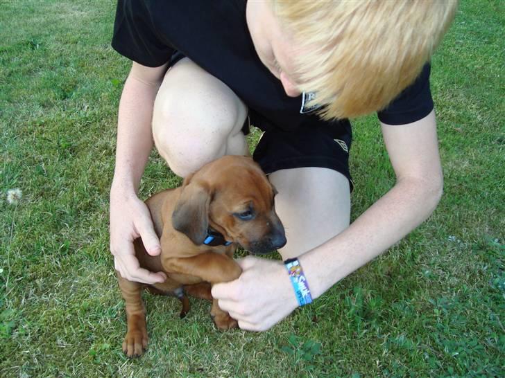 Rhodesian ridgeback Baloo - Så har man allerede lært at give pote - første dag billede 3