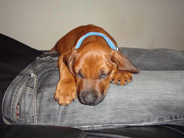 Rhodesian ridgeback Baloo - Her ligger jeg bare godt ved min nye "far". billede 5