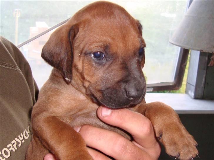 Rhodesian ridgeback Baloo - Her er jeg så kun ca 4 uger billede 6