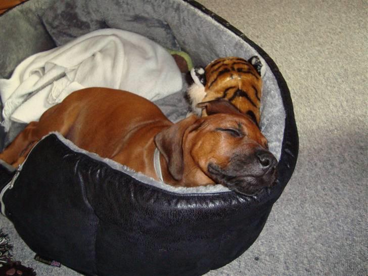 Rhodesian ridgeback Baloo - Skønt med en slapper i sin kurv sammen med sit helt eget "Tigerdyr" billede 7