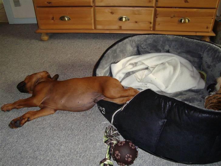 Rhodesian ridgeback Baloo - Når der bliver lidt varmt, "falder" jeg ligesom lidt udenfor kurven billede 8