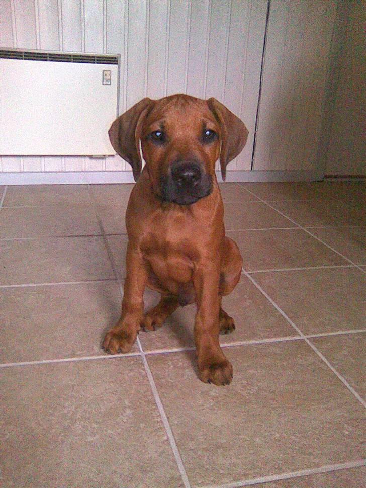 Rhodesian ridgeback Baloo - Kvik og MEGET nysgerrig... billede 9