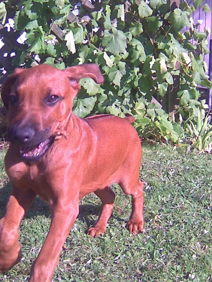 Rhodesian ridgeback Baloo - Se lige mig med min pind - i FLUD FART... billede 10