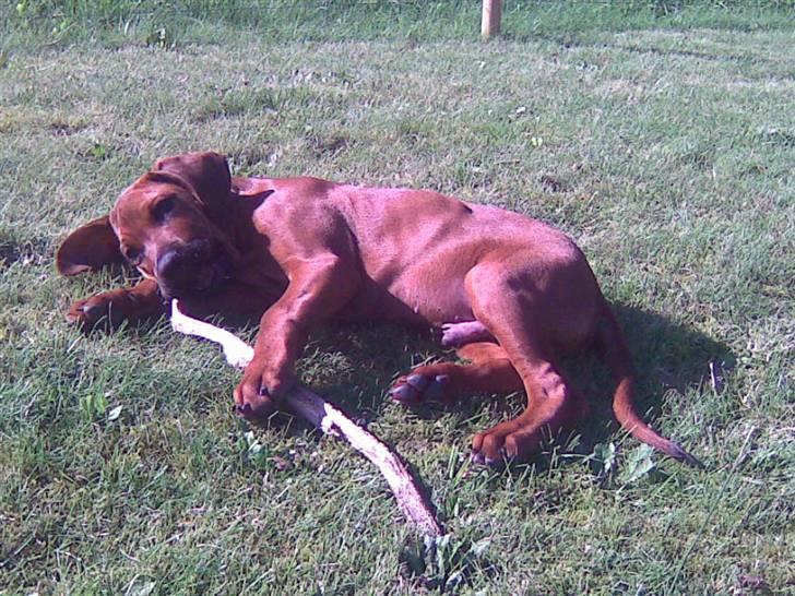 Rhodesian ridgeback Baloo - Solskin i haven, og en dejlig pind at tygge i.... billede 11