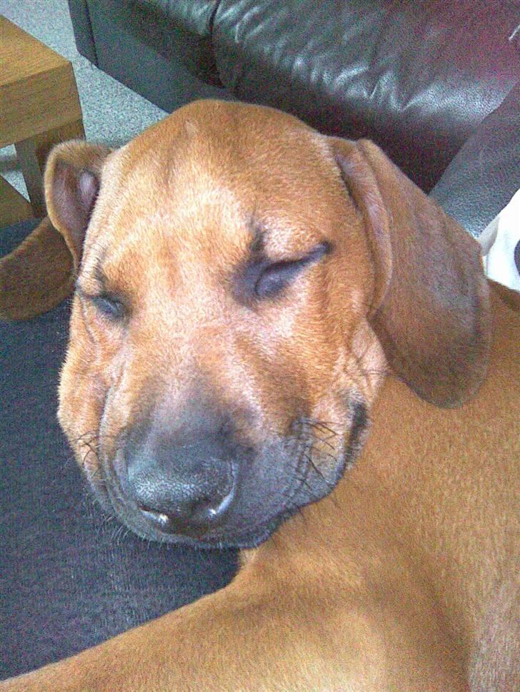 Rhodesian ridgeback Baloo - Passer godt på min "mor", selvom jeg sover... billede 12