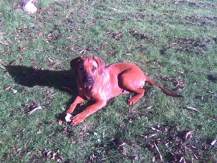 Rhodesian ridgeback Baloo - Jeg har lige snuppet en brødskorpe... billede 13