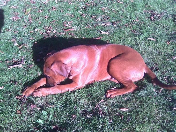 Rhodesian ridgeback Baloo - Hov, hvor blevt brødskorpen af??? Hvem har spist den... billede 14