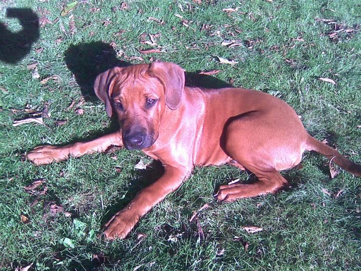 Rhodesian ridgeback Baloo - Klar til nye narrestreger... billede 15