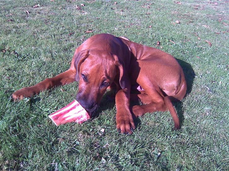 Rhodesian ridgeback Baloo - Skønt med et dejligt ben fra vores slagter her i solskinnet... billede 16