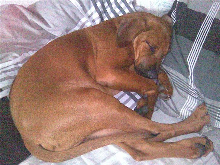 Rhodesian ridgeback Baloo - Snupper lige en lur i sengen - det er der ingen der opdager... billede 17