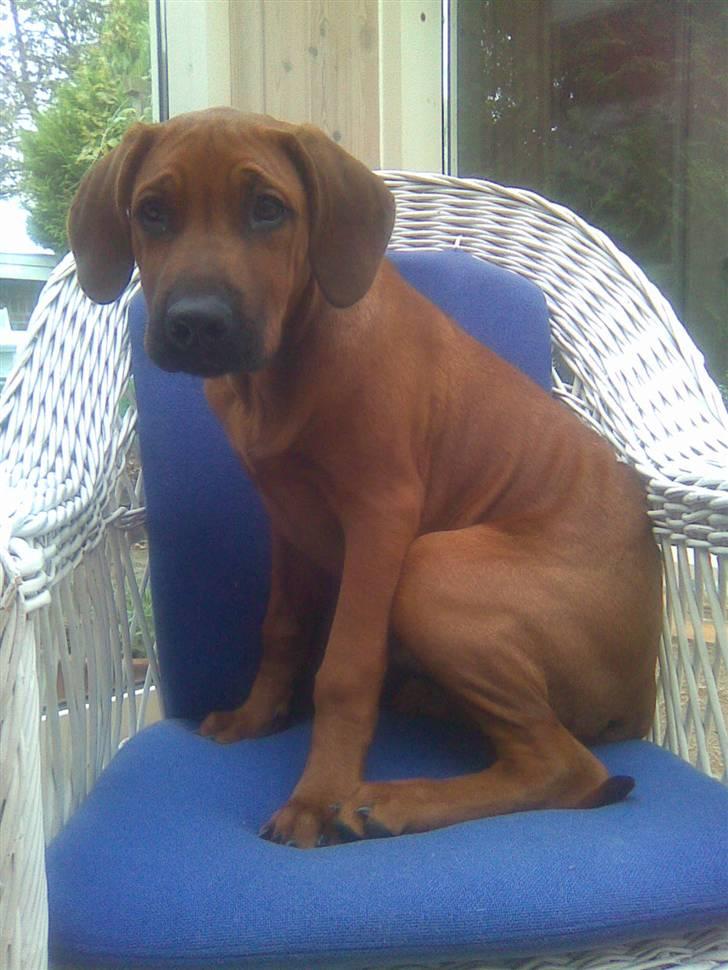 Rhodesian ridgeback Baloo - Dejlig kurvestol i udestuen, så kan man holde øje med de hele... billede 18