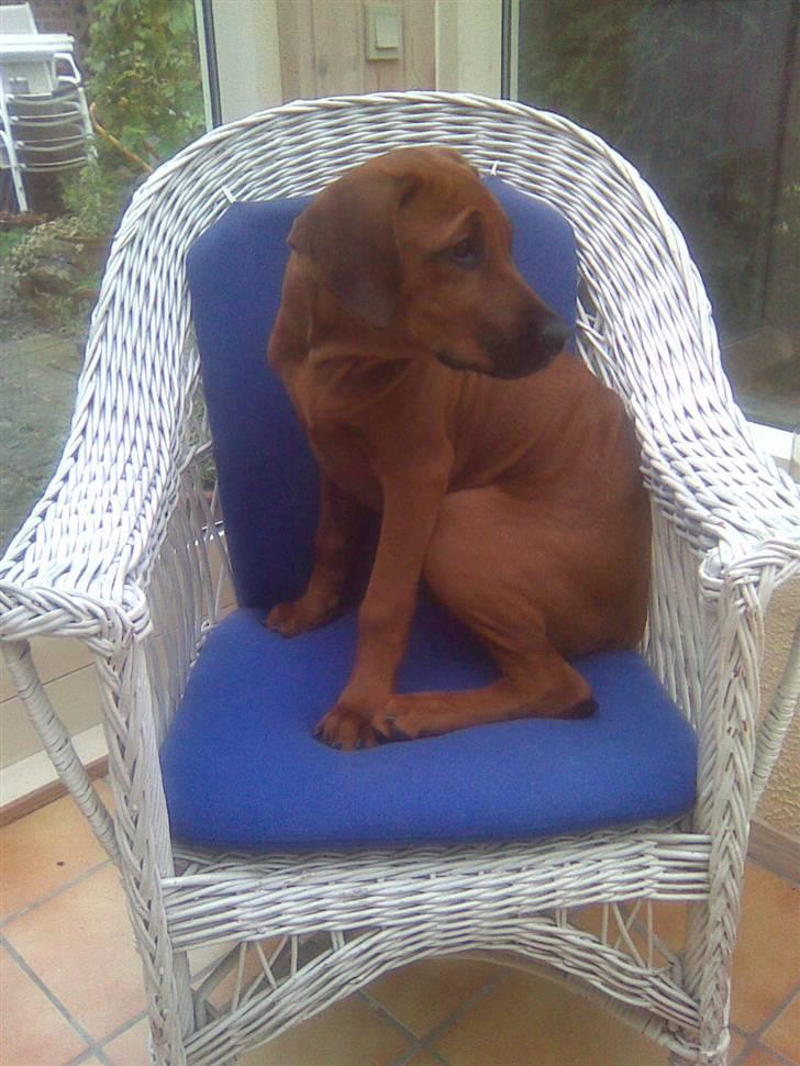 Rhodesian ridgeback Baloo - Hov, hva sker der lige derudenfor??? billede 19