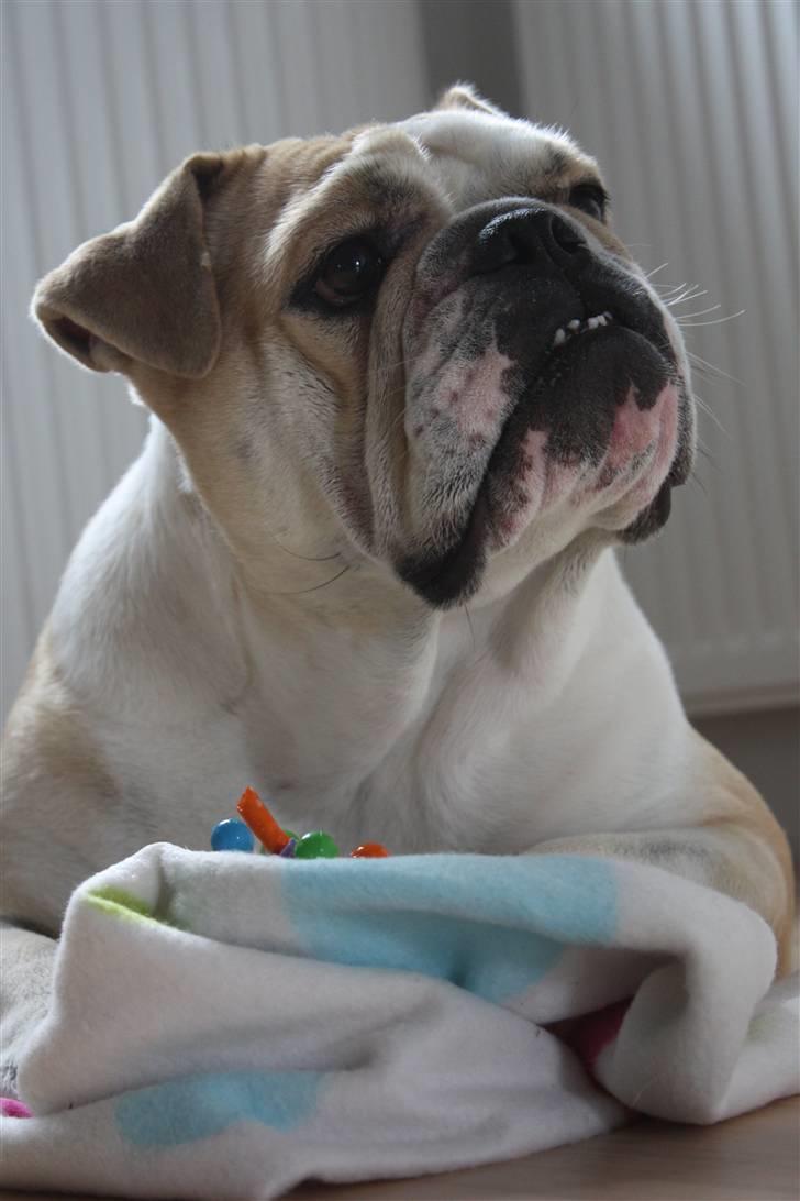 Engelsk bulldog Bertha - November 2010 - Frisk igen efter operationen billede 20