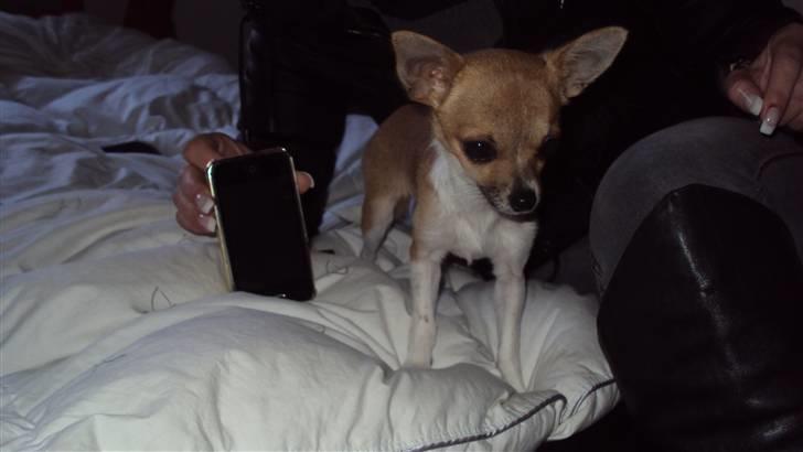 Chihuahua Amanda  billede 1