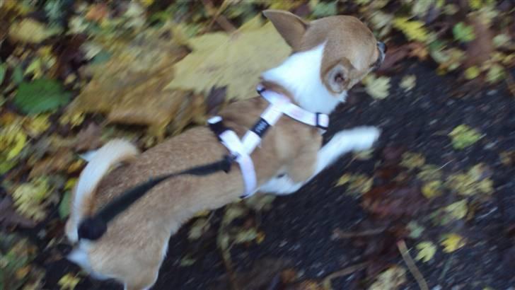 Chihuahua Amanda  billede 2