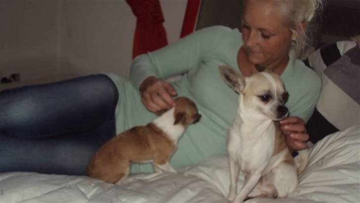 Chihuahua Amanda  billede 3