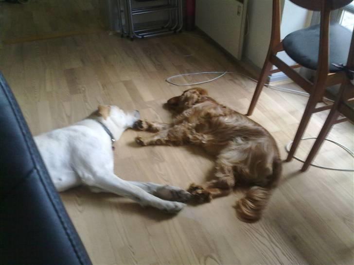 Blanding af racer Bella - Bella og Chico slapper af en meget leg billede 9