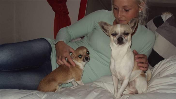 Chihuahua Amanda  billede 4