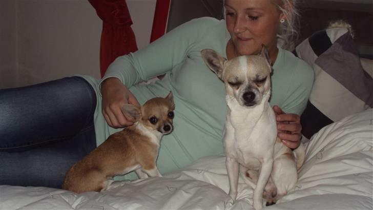 Chihuahua Amanda  billede 5