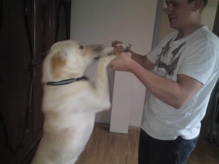 Blanding af racer Bella - Bella 19 månder. Så høj kan jeg blive..c",).. billede 10