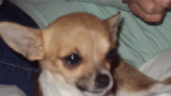 Chihuahua Amanda  billede 6